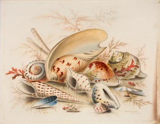 Studie van zeeschelpen